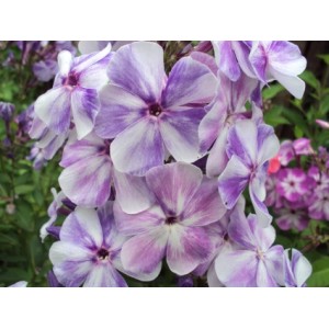 Флокс Phlox Батик